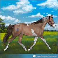 Horse Color:Amber Champagne Sabino Tobiano 