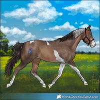 Horse Color:Amber Champagne Sabino Tobiano