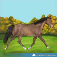 Horse Color:Amber Champagne Sabino Tobiano