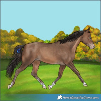 Horse Color:Amber Champagne Sabino Tobiano