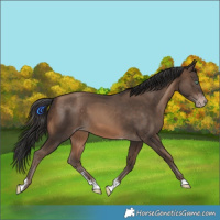 Horse Color:Amber Champagne Sabino Tobiano