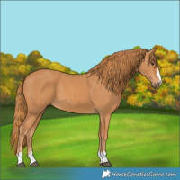 Horse Color:Chestnut 