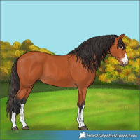 Horse Color:Bay 