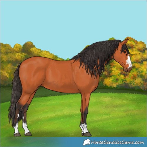 Horse Color:Bay 