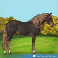 Horse Color:Liver Chestnut 