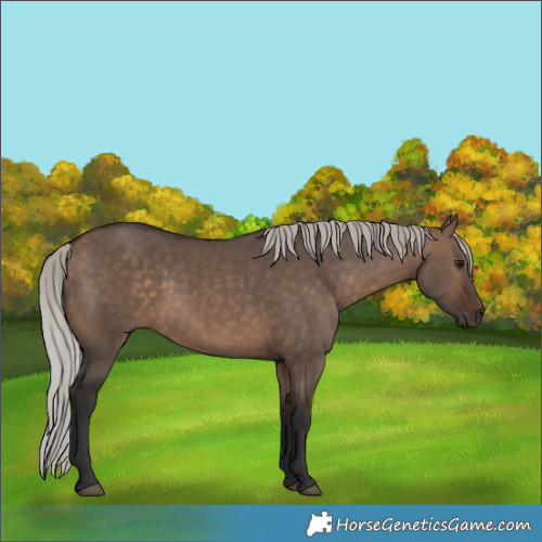 Horse Color:Silver Brown Dun 