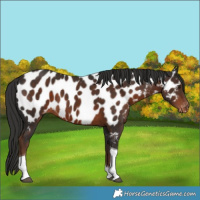 Horse Color:Liver Chestnut Tobiano Appaloosa