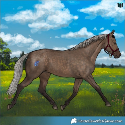 Horse Color:Silver Brown Dun 