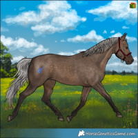 Horse Color:Silver Brown Dun 