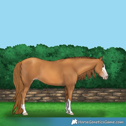 Horse Color:Gray Gold Champagne