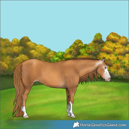 Horse Color:Gray Gold Champagne 
