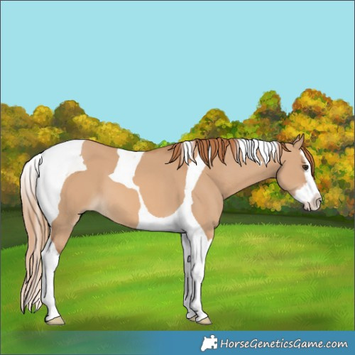 Horse Color:Red Dun Splash Tobiano 