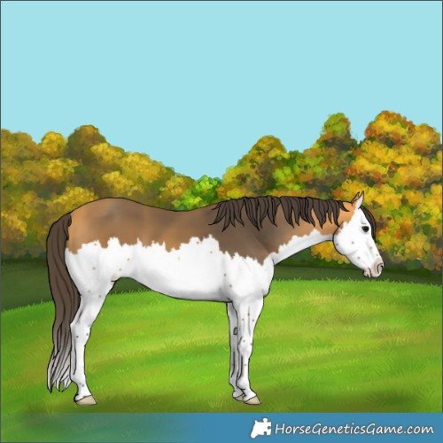 Horse Color:Buckskin Splash 