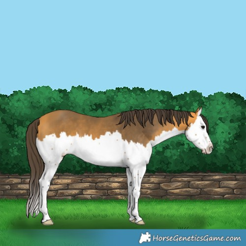 Horse Color:Buckskin Splash