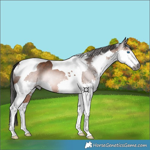 Horse Color:Gray Bay Splash Tobiano 