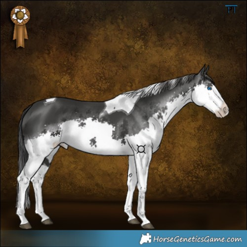 Horse Color:Black Splash Tobiano 