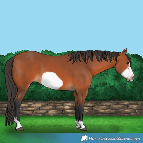 Horse Color:Bay Frame