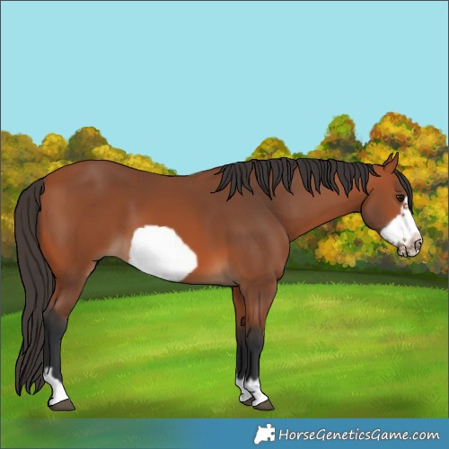 Horse Color:Bay Frame 