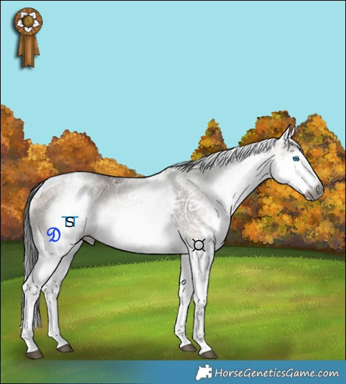 Horse Color:Gray White Spotted Grullo Ice Onyx Splash Tobiano Rabicano