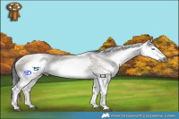 Horse Color:Gray White Spotted Grullo Ice Onyx Splash Tobiano Rabicano 