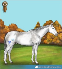 Horse Color:Gray White Spotted Grullo Ice Onyx Splash Tobiano Rabicano