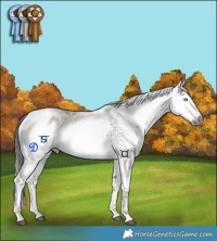 Horse Color:Gray White Spotted Grullo Ice Onyx Splash Tobiano Rabicano 