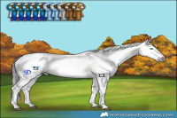 Horse Color:Gray White Spotted Grullo Ice Onyx Splash Tobiano Rabicano 