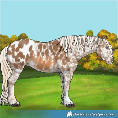 Horse Color:Chocolate Palomino Sabino Tobiano Blanket 