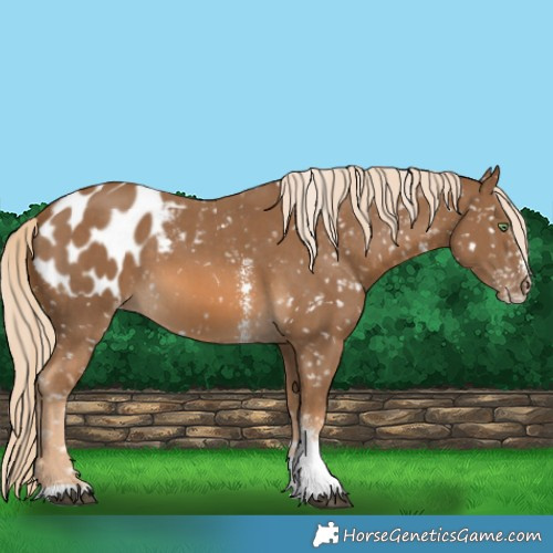 Horse Color:Chocolate Palomino Sabino Tobiano Appaloosa 