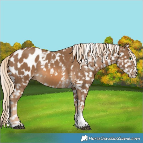 Horse Color:Chocolate Palomino Sabino Tobiano Blanket 