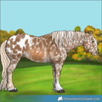 Horse Color:Chocolate Palomino Sabino Tobiano Appaloosa 