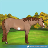 Horse Color:Red Dun Frame 