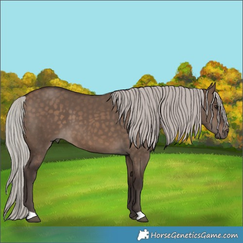 Horse Color:Silver Brown Dun 
