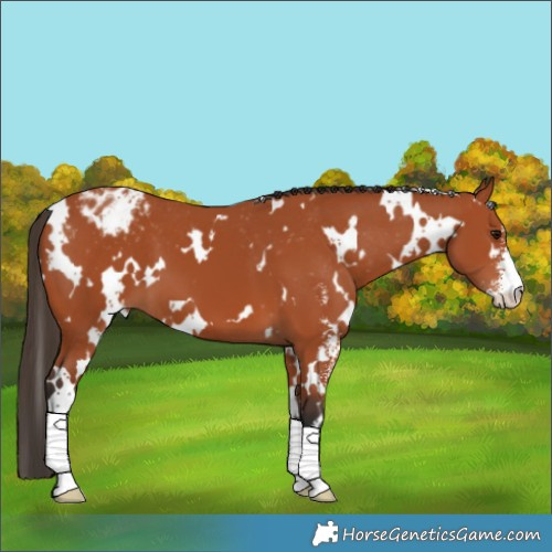 Horse Color:White Spotted Bay Sabino Varnish 
