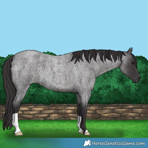 Horse Color:Smoky Blue Roan 