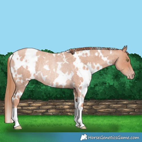 Horse Color:White Spotted Gold Champagne Roan Rabicano