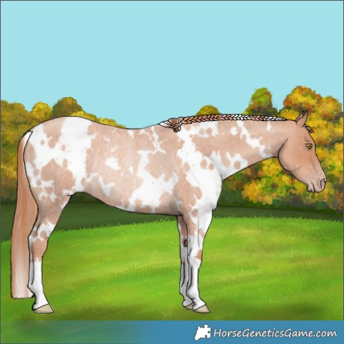 Horse Color:White Spotted Gold Champagne Roan Rabicano 
