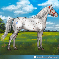 Horse Color:Silver Brown Near Leopard Rabicano 