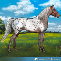 Horse Color:Silver Brown Appaloosa Rabicano
