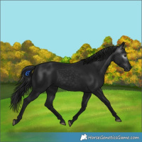 Horse Color:Gray Black