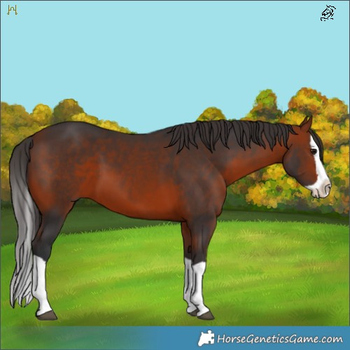Horse Color:Brown Splash 