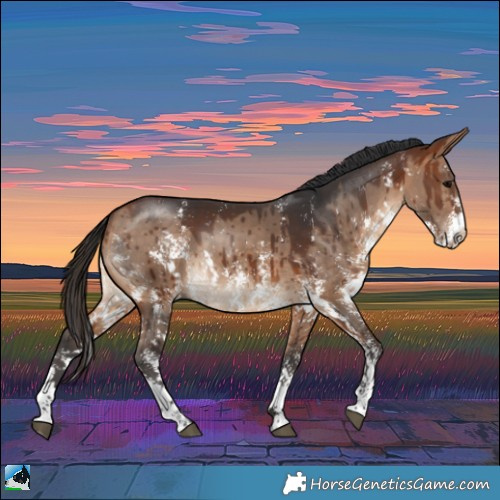 Horse Color:Bay Dun Sabino Splash Rabicano Brindle 