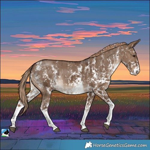 Horse Color:Liver Red Dun Sabino Rabicano Brindle 