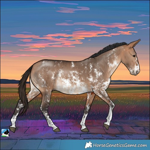 Horse Color:Bay Dun Sabino Rabicano Brindle 