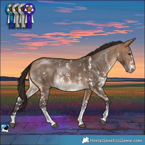 Horse Color:Bay Dun Sabino Rabicano Brindle 