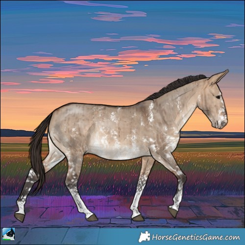 Horse Color:Bay Dun Sabino Rabicano Brindle 