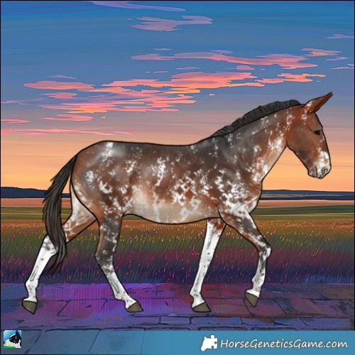 Horse Color:Bay Sabino Rabicano