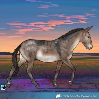 Horse Color:Brown Dun Rabicano Brindle 