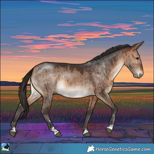 Horse Color:Bay Dun Rabicano Brindle 