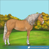 Horse Color:Palomino 